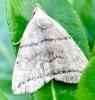 Herminia grisealis